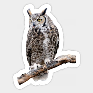 Great Horned Owl Photo Sticker